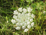 Daucus carota | European Wild Carrot Flower | Birds Nest | Bishops & Queen Annes Lace | 100_Seeds