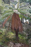 Dicksonia fibrosa | Golden Tree Fern | 200_Spores
