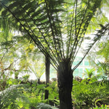 Dicksonia fibrosa | Golden Tree Fern | 200_Spores