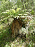 Dicksonia fibrosa | Golden Tree Fern | 200_Spores