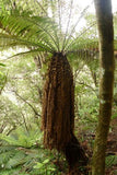 Dicksonia fibrosa | Golden Tree Fern | 200_Spores