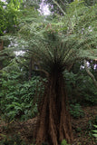 Dicksonia fibrosa | Golden Tree Fern | 200_Spores