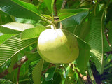 Dillenia indica | Chulta | Elephant Apple | Hondapara Tree | Ou Tenga | 20_Seeds