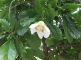 Dillenia indica | Chulta | Elephant Apple | Hondapara Tree | Ou Tenga | 20_Seeds