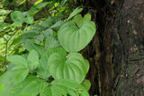 Dioscorea wallichii | Wallich’s Yam | 20_Seeds