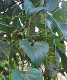 Dioscorea wallichii | Wallich’s Yam | 20_Seeds