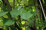 Dioscorea wallichii | Wallich’s Yam | 20_Seeds