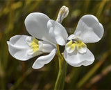 Diplarrena moraea | White Iris | Butterfly Flag | 10_Seeds
