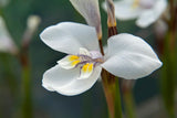 Diplarrena moraea | White Iris | Butterfly Flag | 10_Seeds