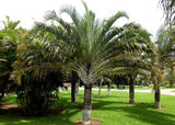 Dypsis decaryi | Triangle Palm | 5_Seeds