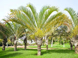 Dypsis decaryi | Triangle Palm | 5_Seeds