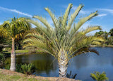 Dypsis decaryi | Triangle Palm | 5_Seeds