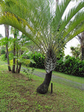 Dypsis decaryi | Triangle Palm | 5_Seeds