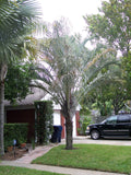 Dypsis decaryi | Triangle Palm | 5_Seeds