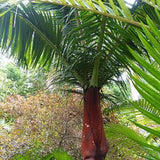Dypsis leptocheilos | Teddy Bear & Redneck Palm | 10_Seeds