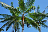 Dypsis leptocheilos | Teddy Bear & Redneck Palm | 10_Seeds