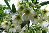 Elaeocarpus floribundus | Indian Olive | Jalpai | 5_Seeds