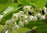 Elaeocarpus floribundus | Indian Olive | Jalpai | 5_Seeds