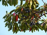 Elaeocarpus floribundus | Indian Olive | Jalpai | 5_Seeds