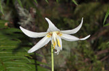 Erythronium oregonum | Giant White Fawnlily & Oregon Fawn-Lily | 20_Seeds