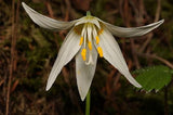 Erythronium oregonum | Giant White Fawnlily & Oregon Fawn-Lily | 20_Seeds