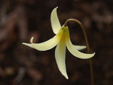 Erythronium oregonum | Giant White Fawnlily & Oregon Fawn-Lily | 20_Seeds