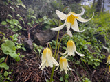 Erythronium oregonum | Giant White Fawnlily & Oregon Fawn-Lily | 20_Seeds