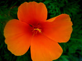 Eschscholzia californica | California Poppy & Sunlight | Cup of Gold | 100_Seeds