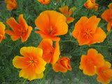 Eschscholzia californica | California Poppy & Sunlight | Cup of Gold | 100_Seeds