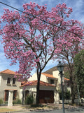 Handroanthus impetiginosus | Lavender & Pink Trumpet Tree | 5_Seeds