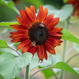 Helianthus annuus Claret | 10_Seeds