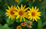Heliopsis helianthoides | Rough & Smooth Oxeye | False Sunflower | 20_Seeds