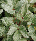 Helleborus argutifolius Pacific Frost | Corsican Hellebore | 10_Seeds