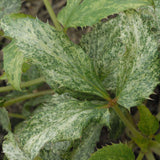 Helleborus argutifolius Pacific Frost | Corsican Hellebore | 10_Seeds