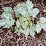 Helleborus argutifolius Pacific Frost | Corsican Hellebore | 10_Seeds