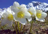 Helleborus niger | Lenten & Christmas Rose | Black Hellebore | 10_Seeds