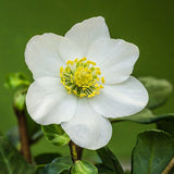 Helleborus niger | Lenten & Christmas Rose | Black Hellebore | 10_Seeds