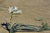 Hesperocallis undulata | Desert Lily | 10_Seeds