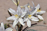 Hesperocallis undulata | Desert Lily | 10_Seeds