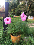 Hibiscus moscheutos Pink Elephant | 20_Seeds