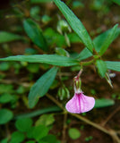 Hybanthus enneaspermus | Spade Flower | Ratanpurus | Indian Violet | 50_Seeds