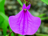 Hybanthus enneaspermus | Spade Flower | Ratanpurus | Indian Violet | 50_Seeds