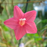 Ipomoea quamoclit Pink | 20_Seeds