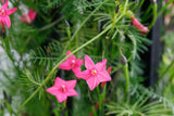 Ipomoea quamoclit Pink | 20_Seeds