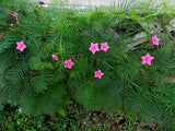 Ipomoea quamoclit Pink | 20_Seeds