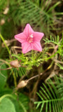 Ipomoea quamoclit Pink | 20_Seeds