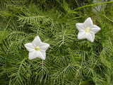 Ipomoea quamoclit White | 20_Seeds