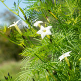 Ipomoea quamoclit White | 20_Seeds