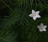 Ipomoea quamoclit White | 20_Seeds