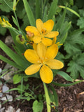 Iris domestica Hello Yellow | 10_Seeds